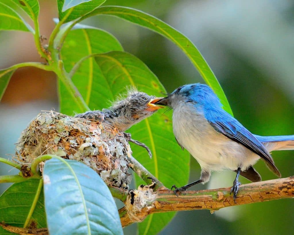 Black Headed Crested Flycatcher