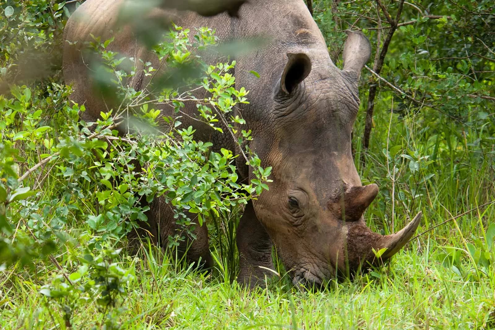rhino