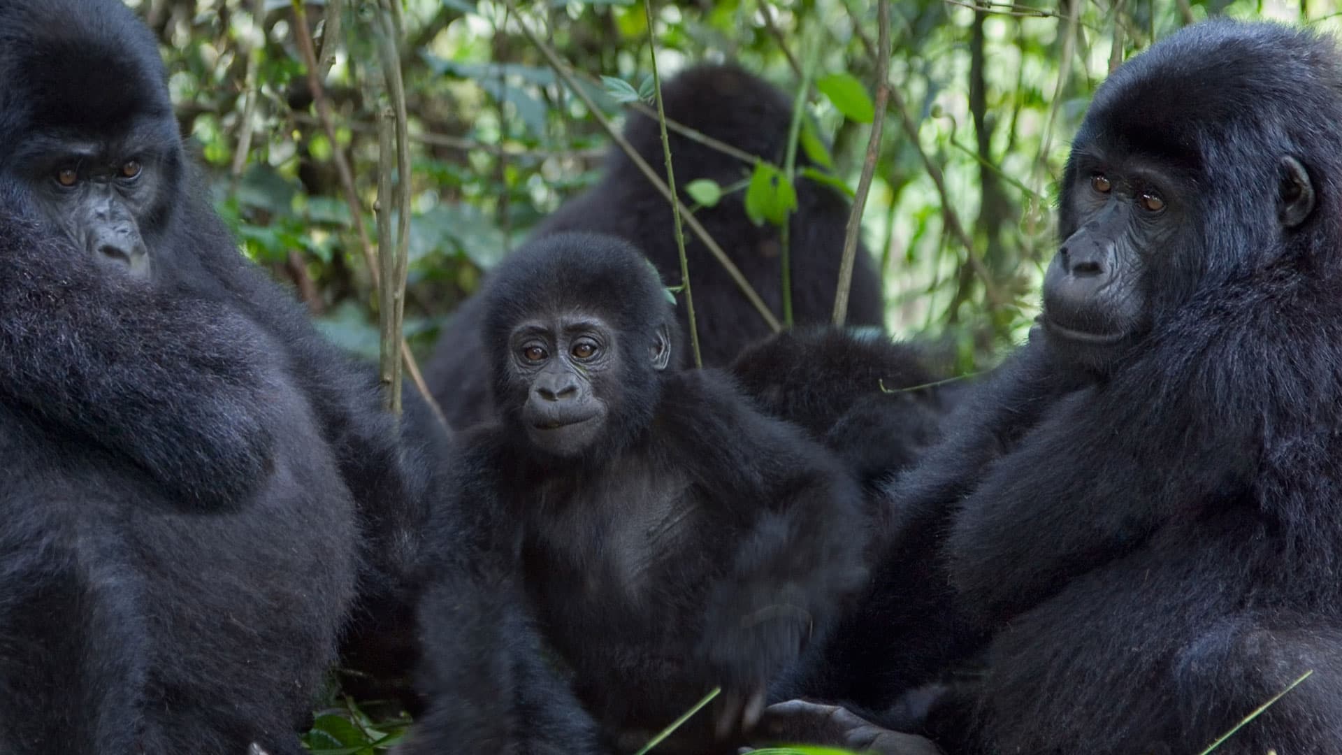 Family of Gorilla