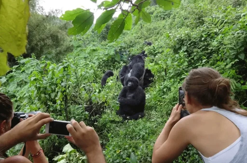 Gorilla Trekking