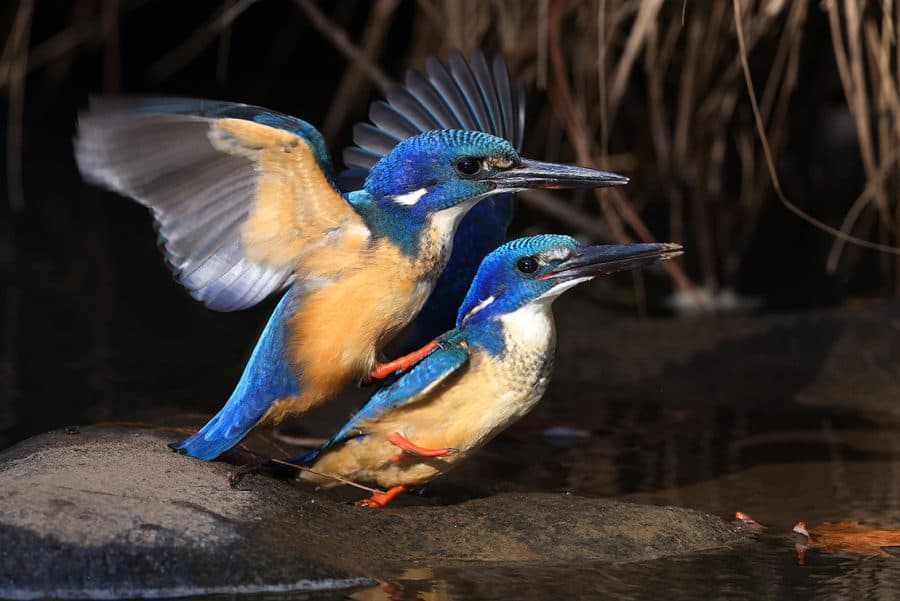 Malachite Kingfishers (Corythornis Cristatus)