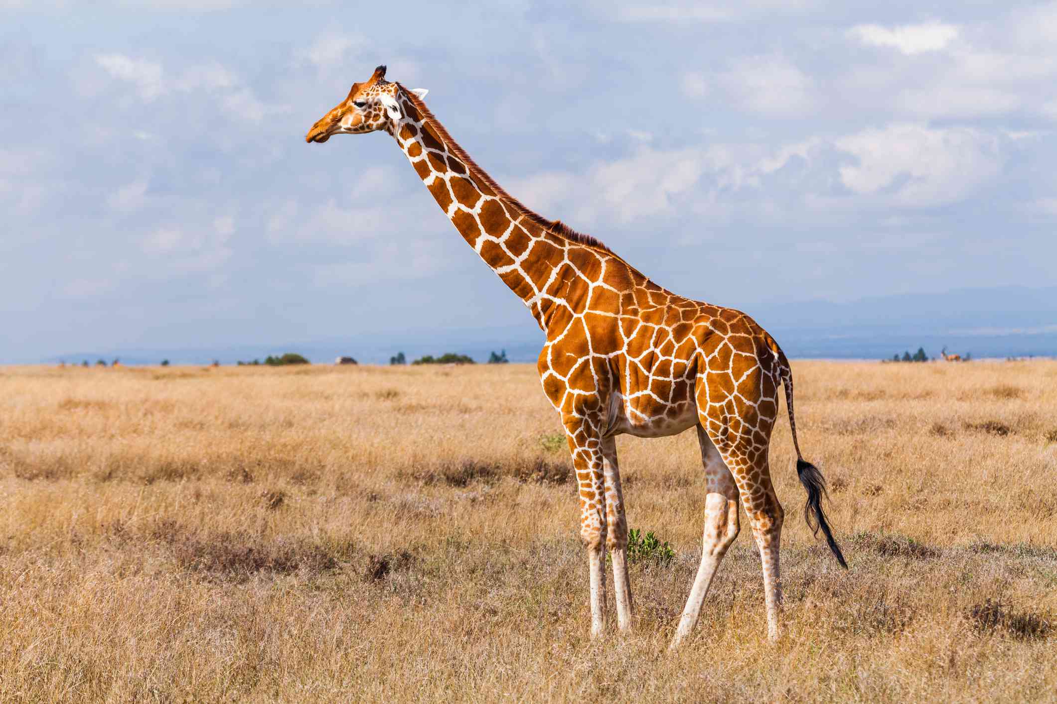 Giraffe in savanna