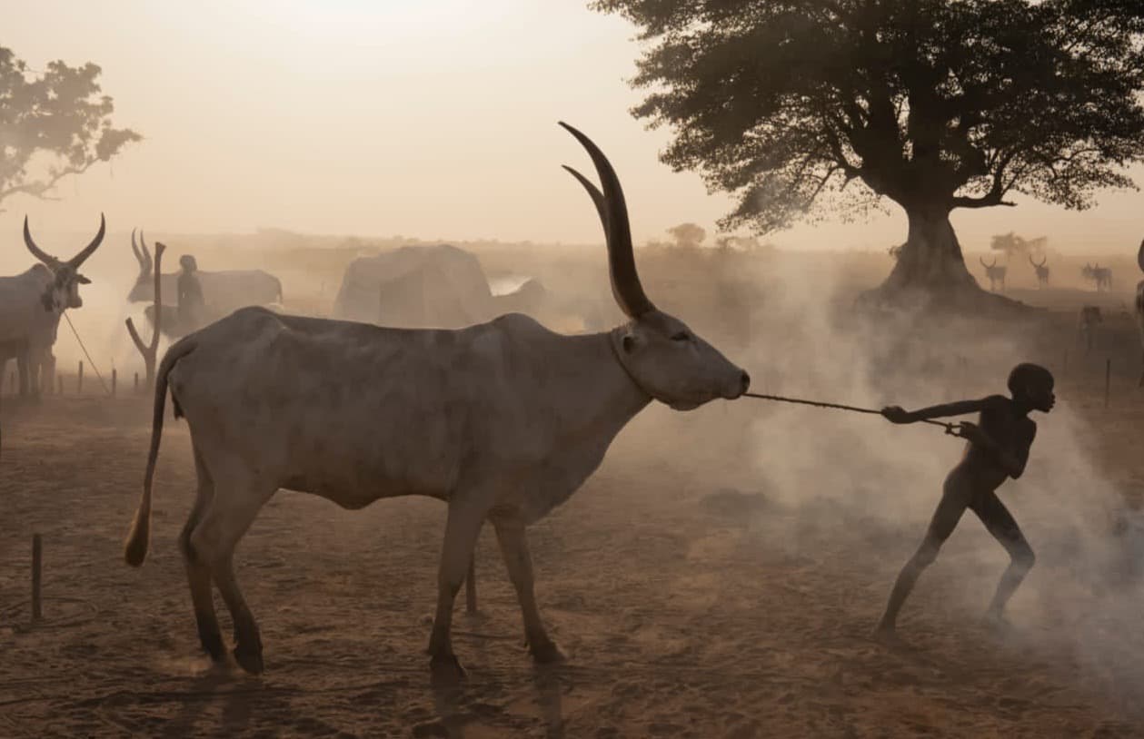 Mundari cattle camp in South Sudan