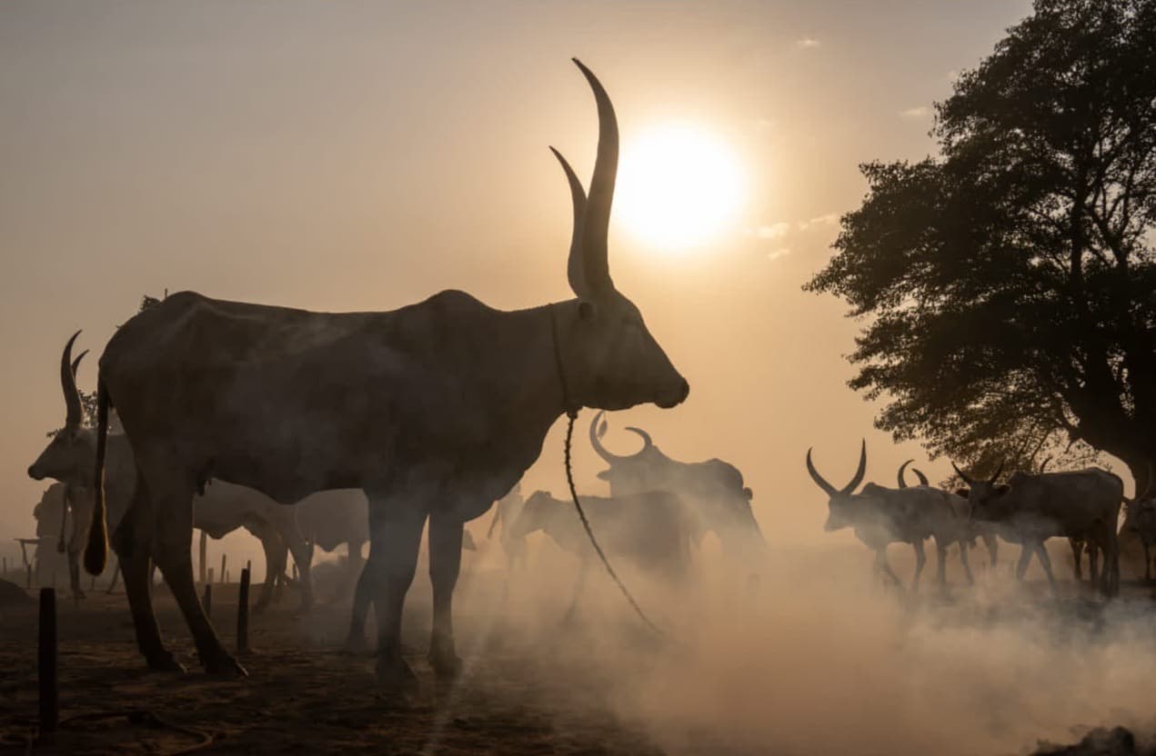 Mundari cattle camp in South Sudan