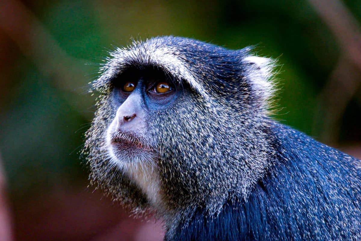 Blue monkeys