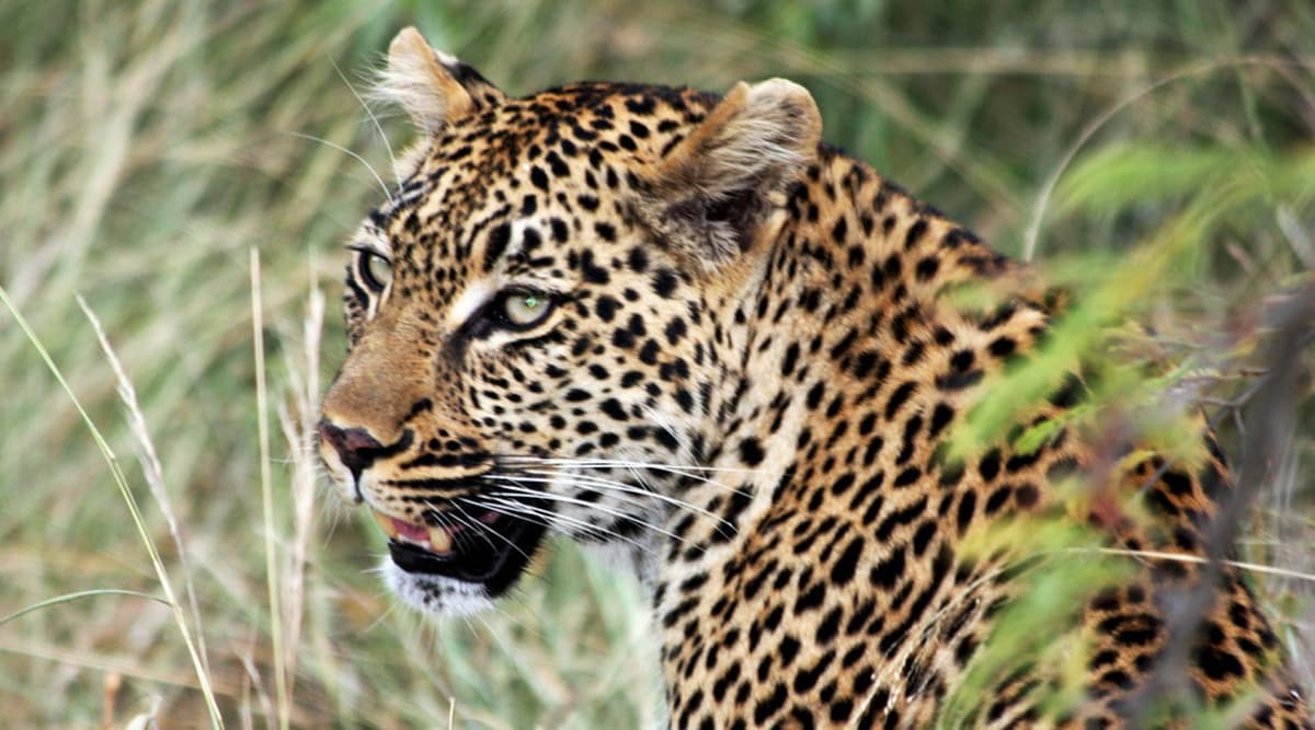 Leopards