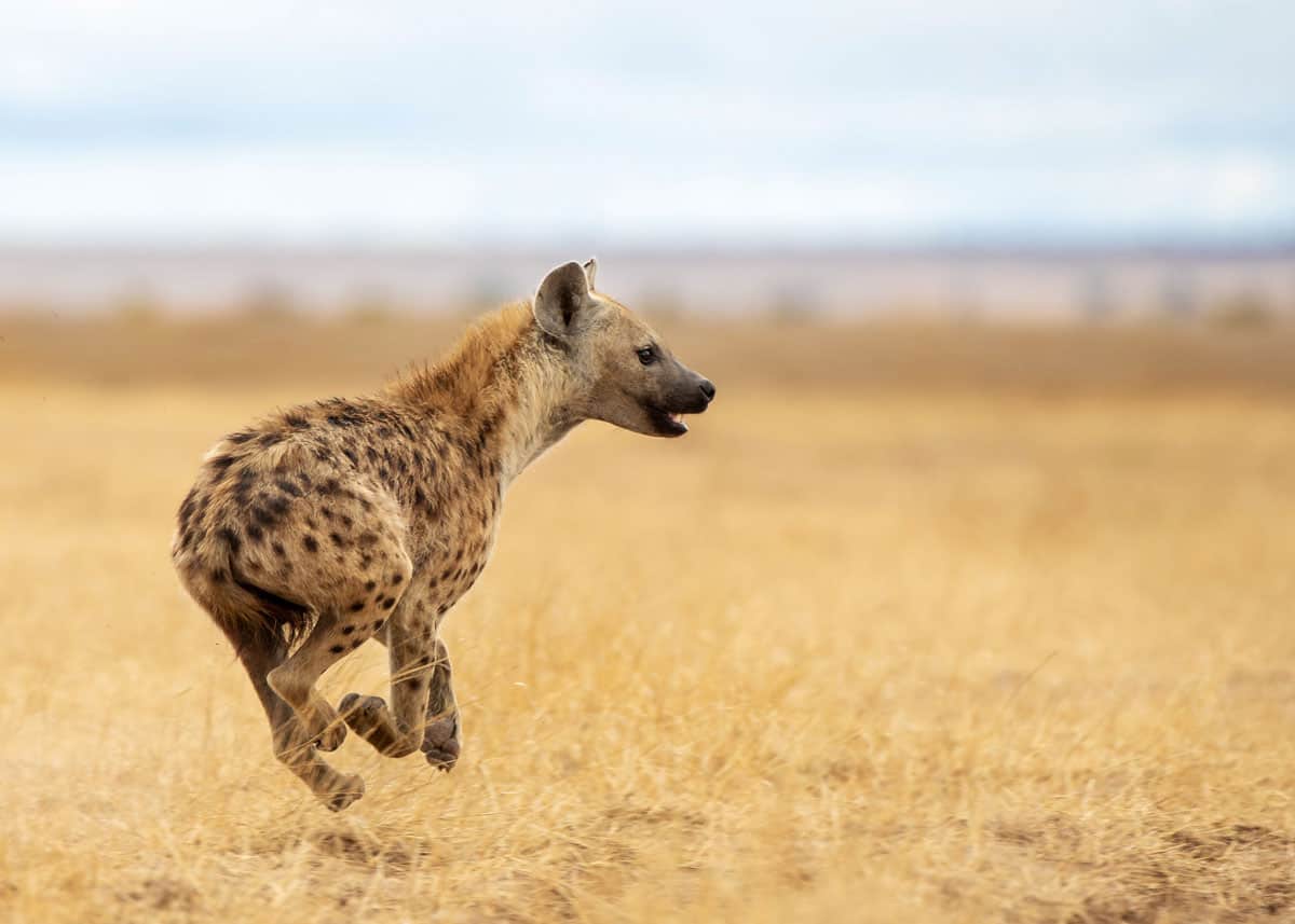 Hyenas