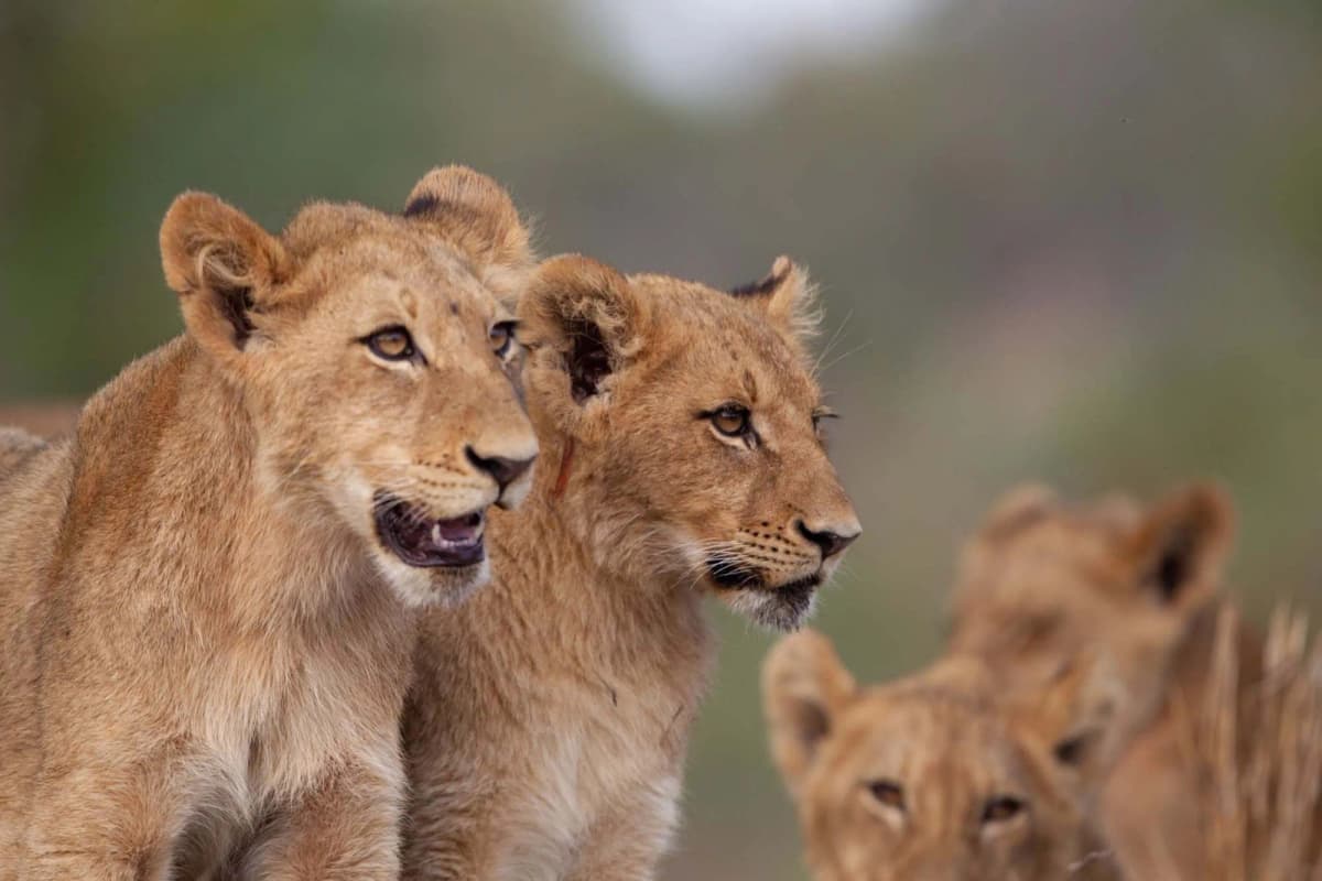 Lions