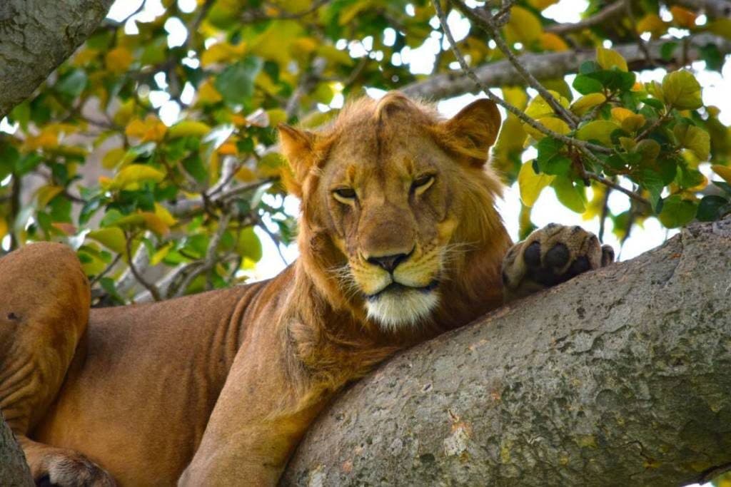 Lake Manyara National Park