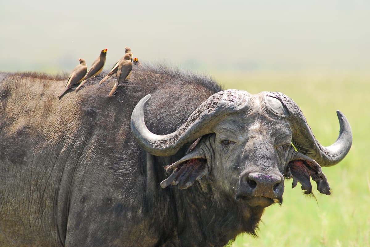 Buffalos