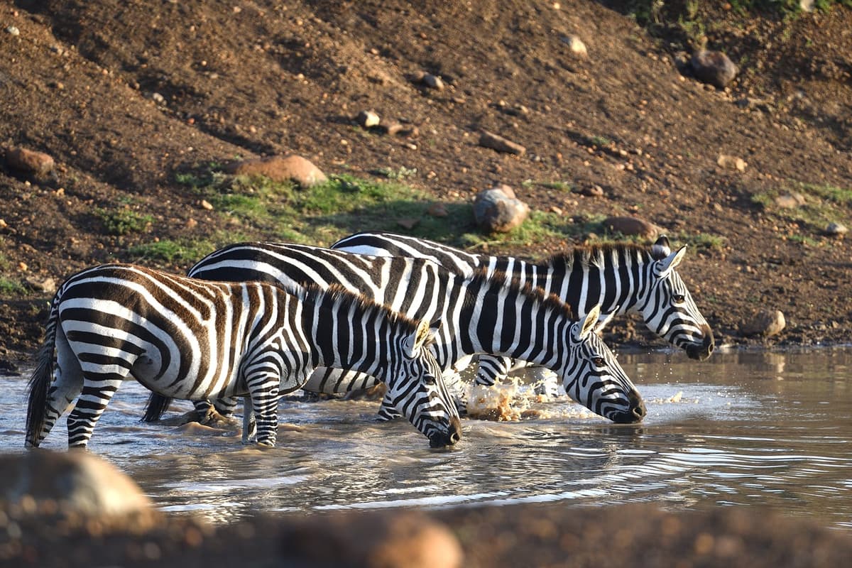 Zebra