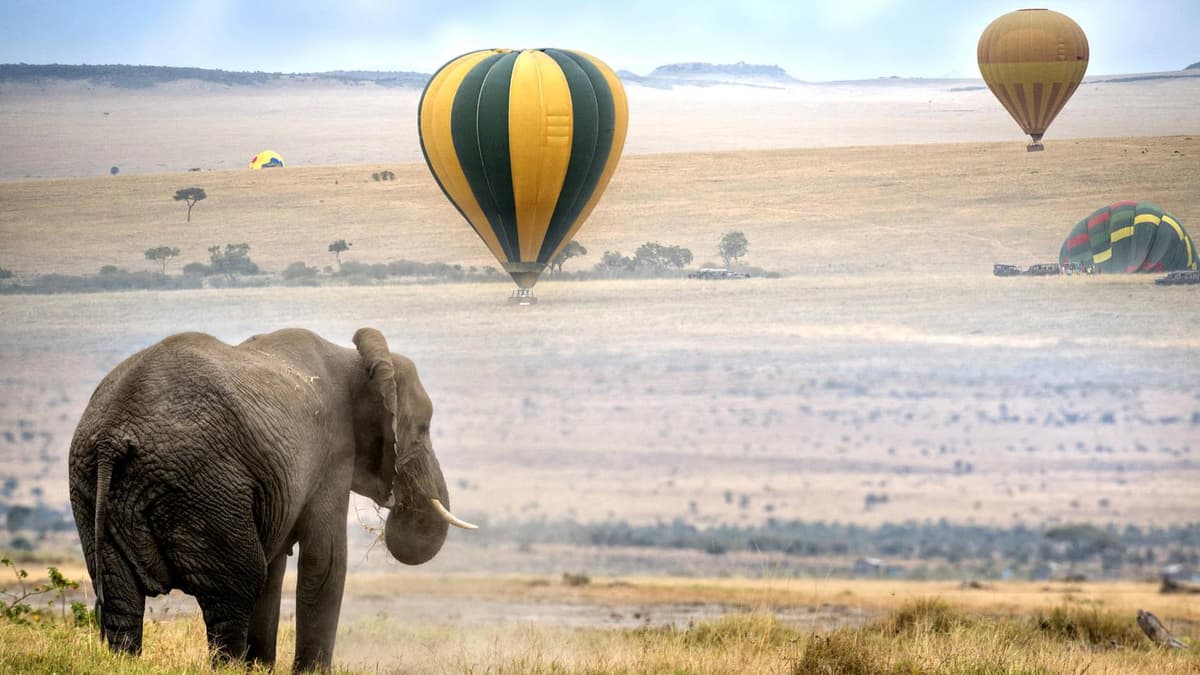 Elephants