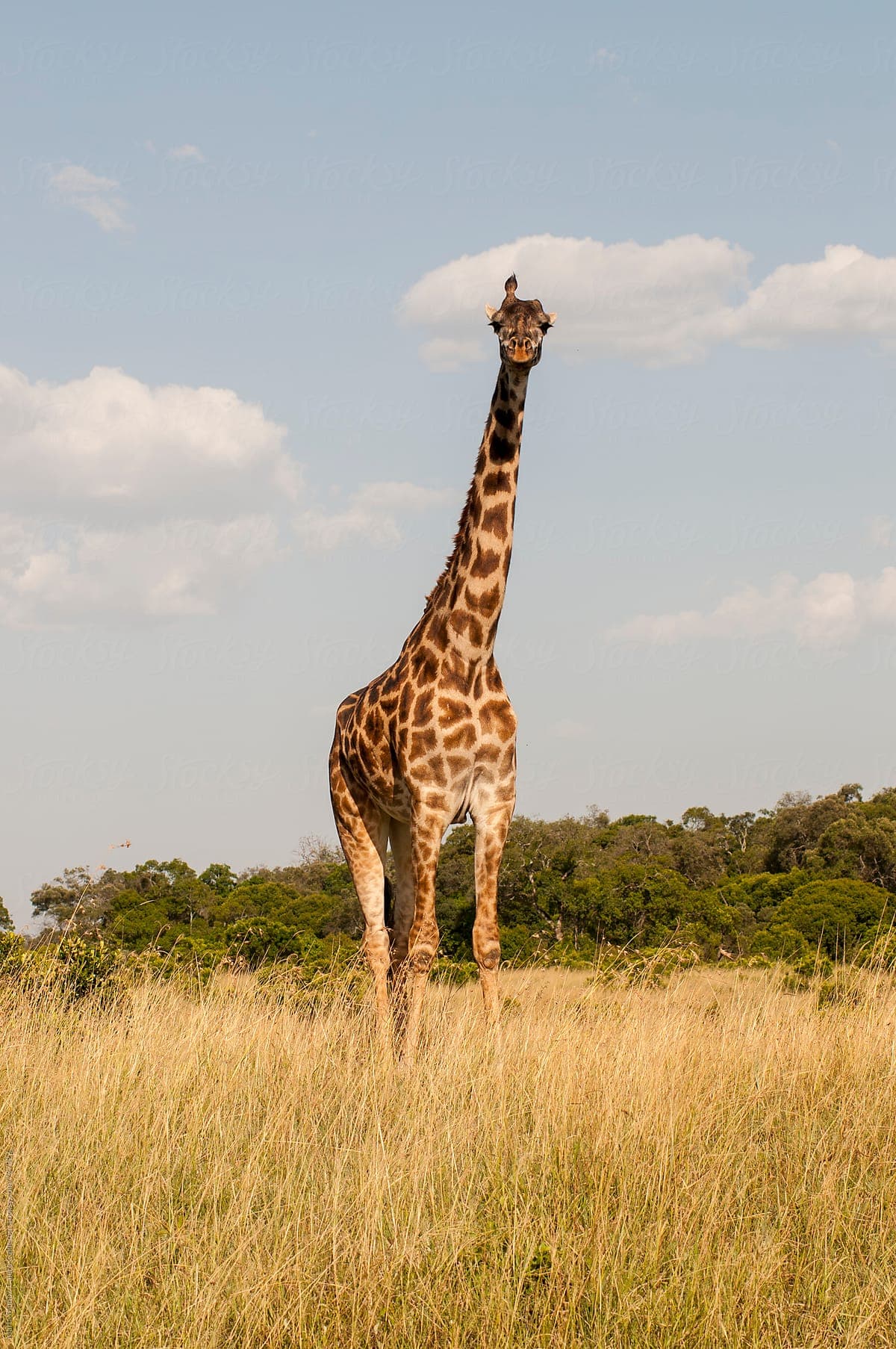 Giraffes