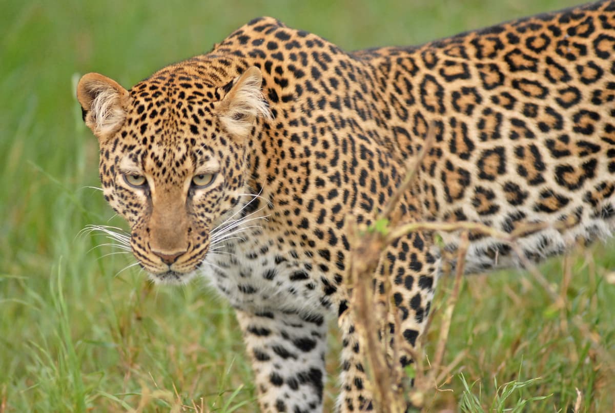 Leopards