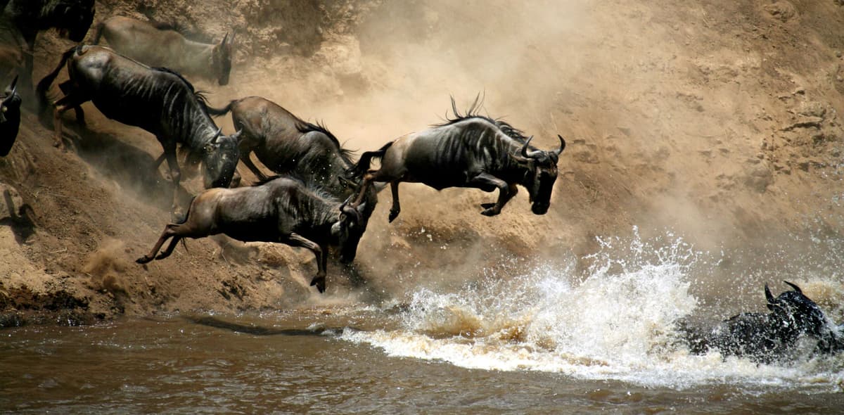 wildebeests