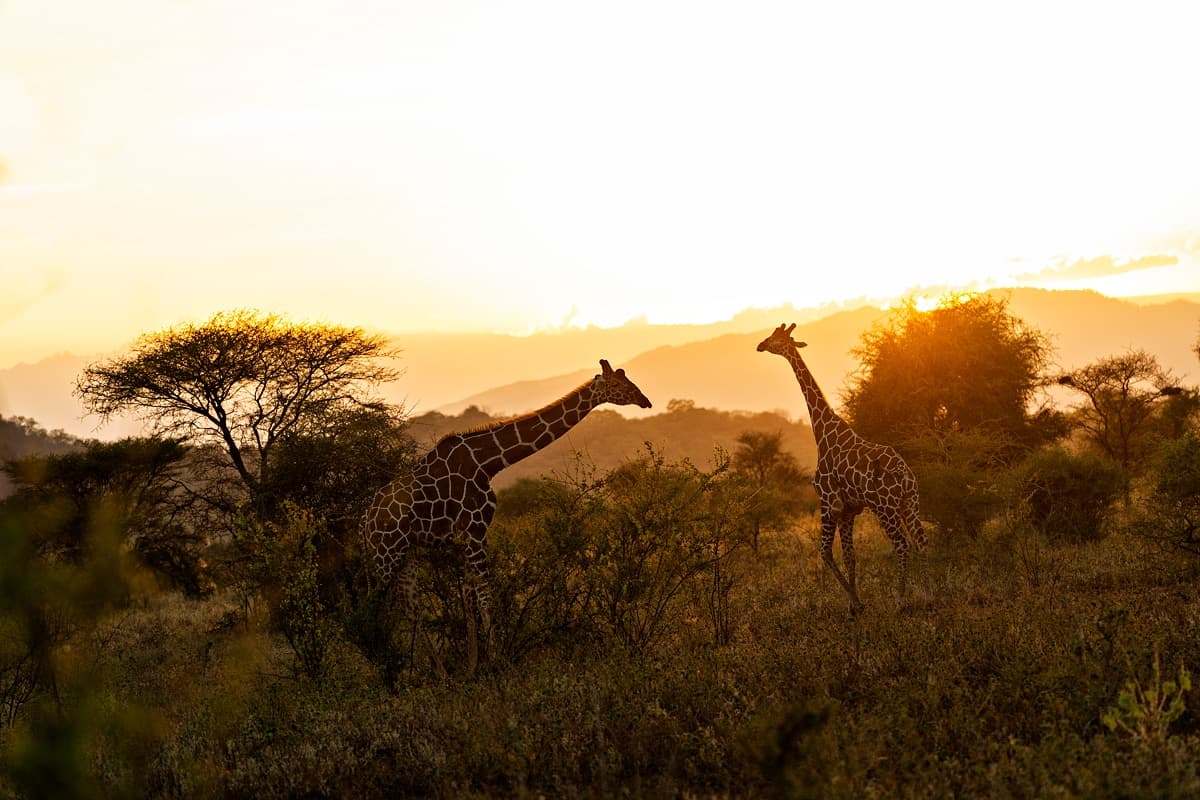 Meru National Park