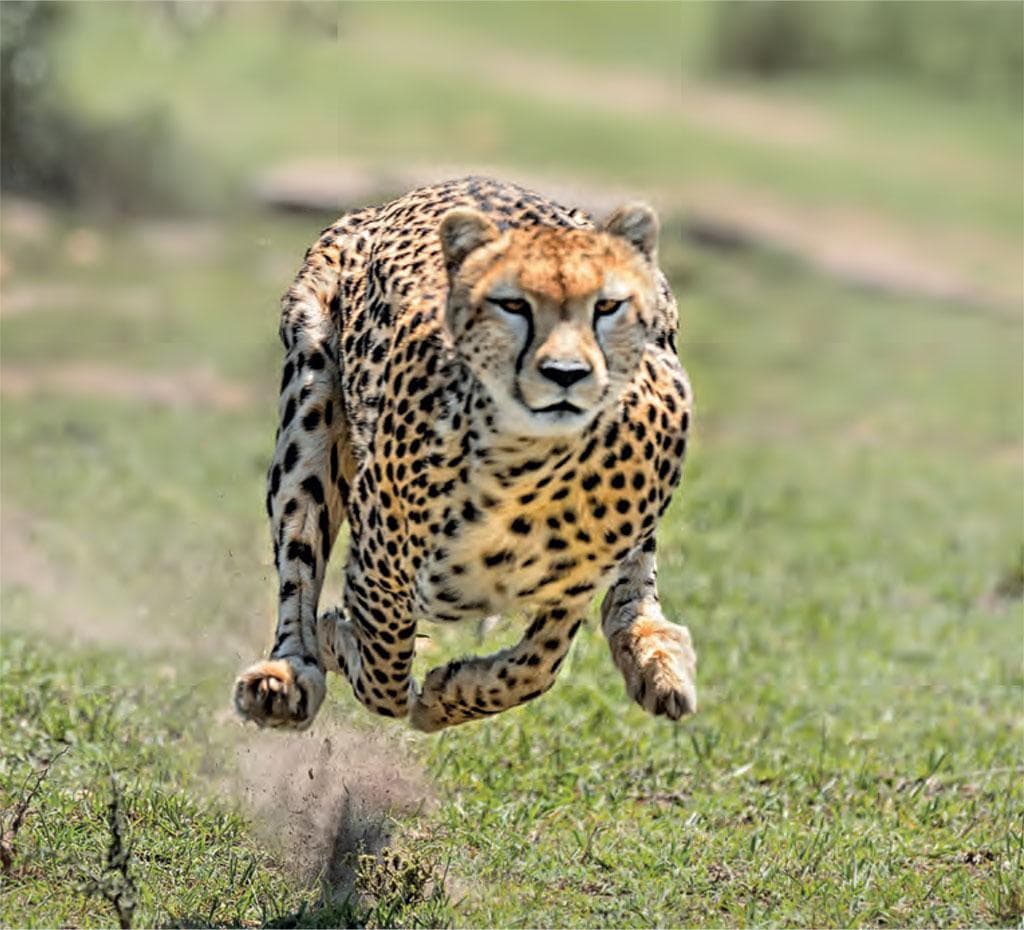 Cheetahs
