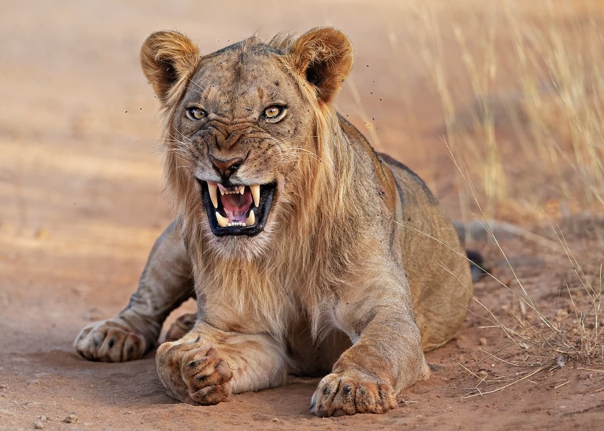 Lions