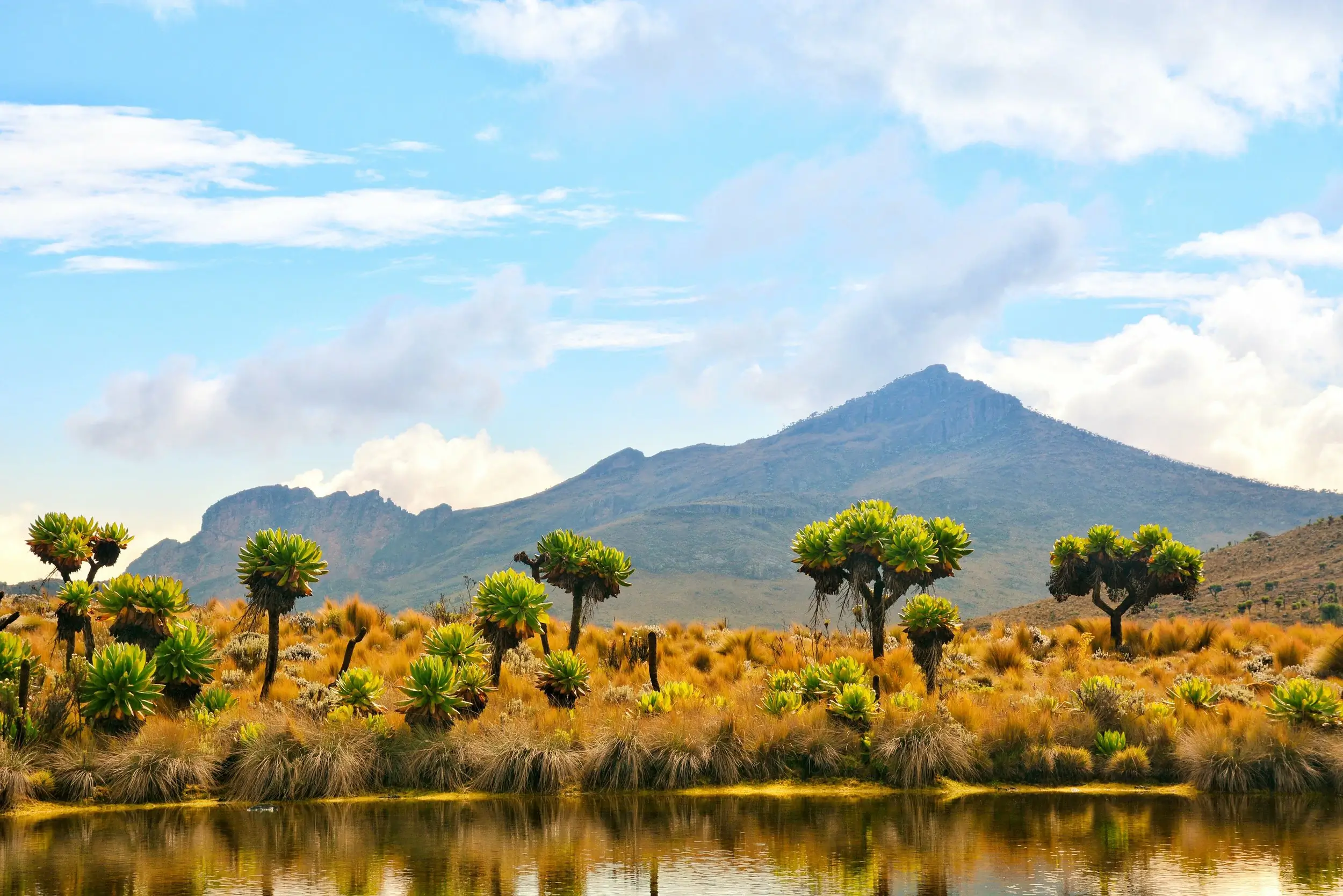 Mount Elgon Park
