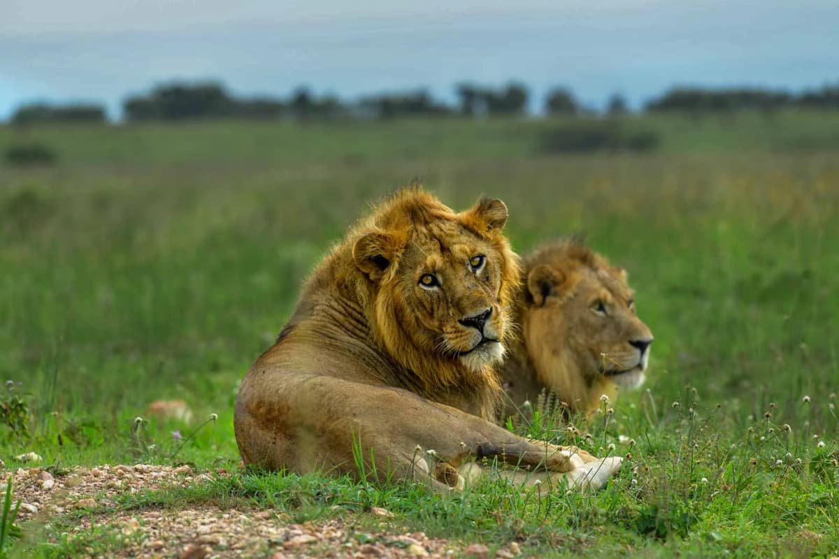 Lions
