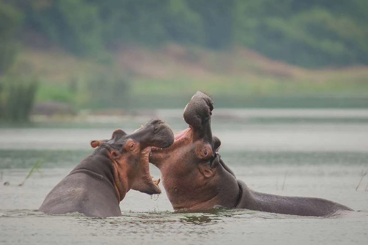 Kazinga channel hippos