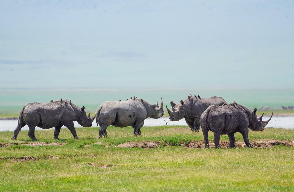 Rhinos