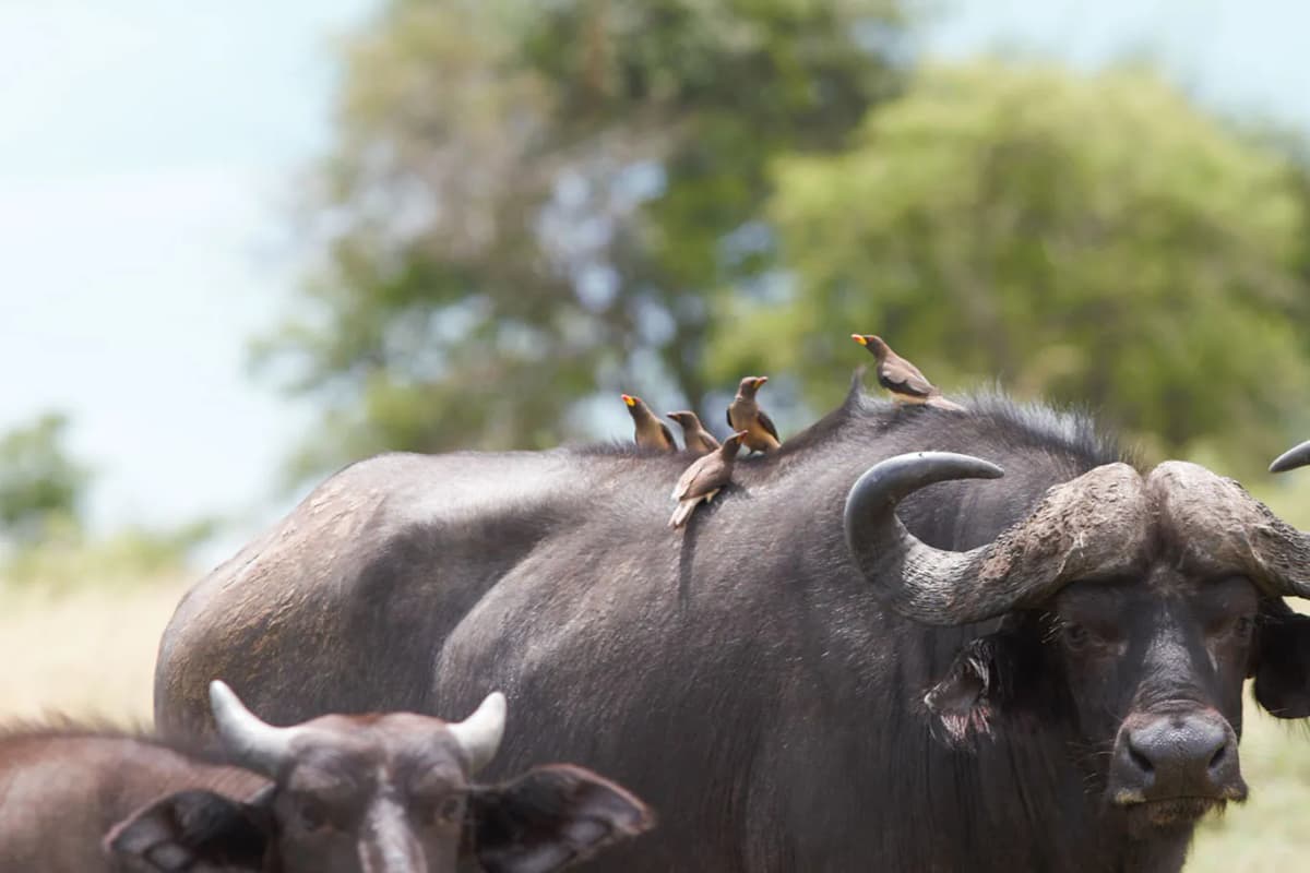 Buffalo