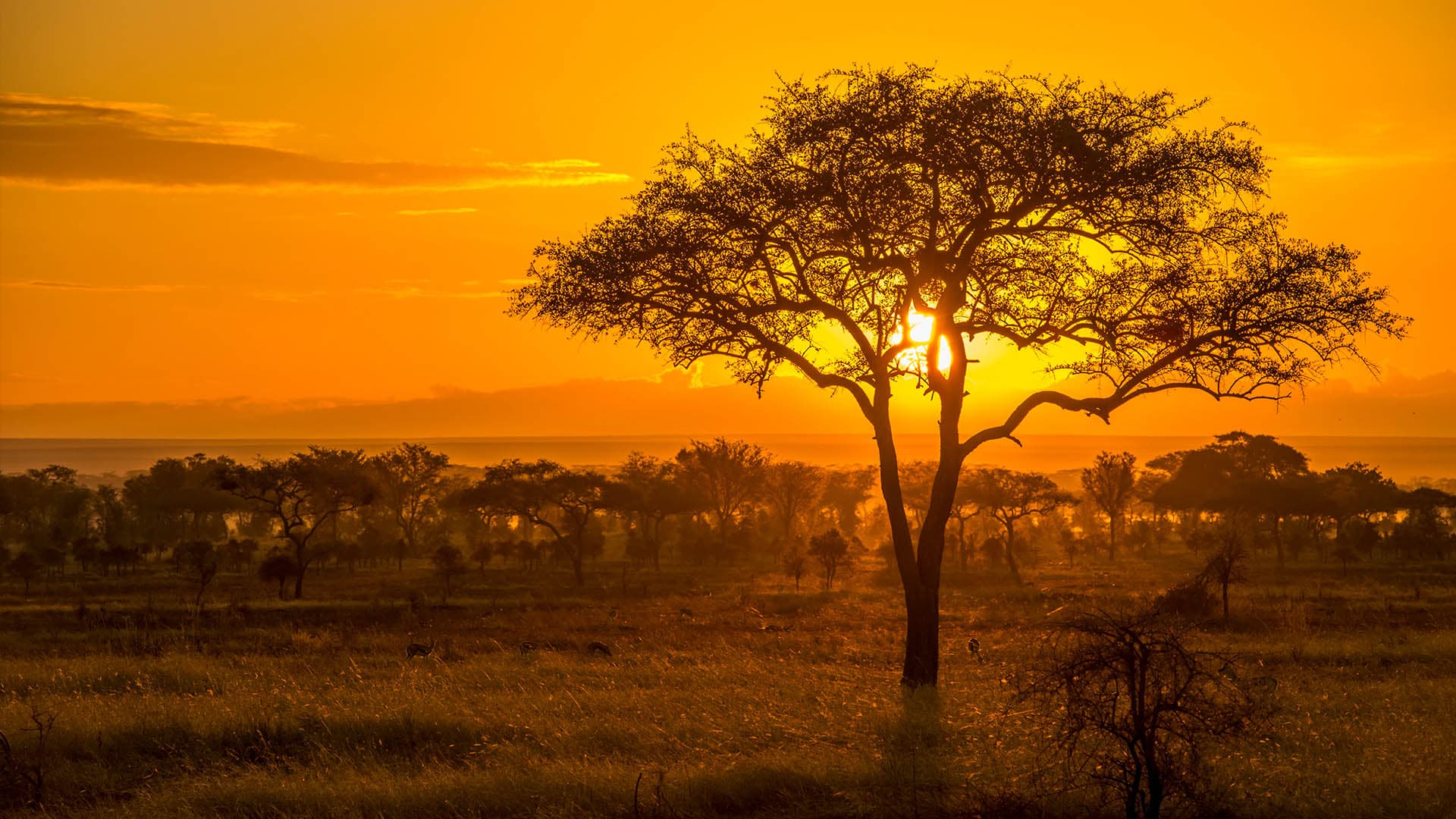 Serengeti National Park