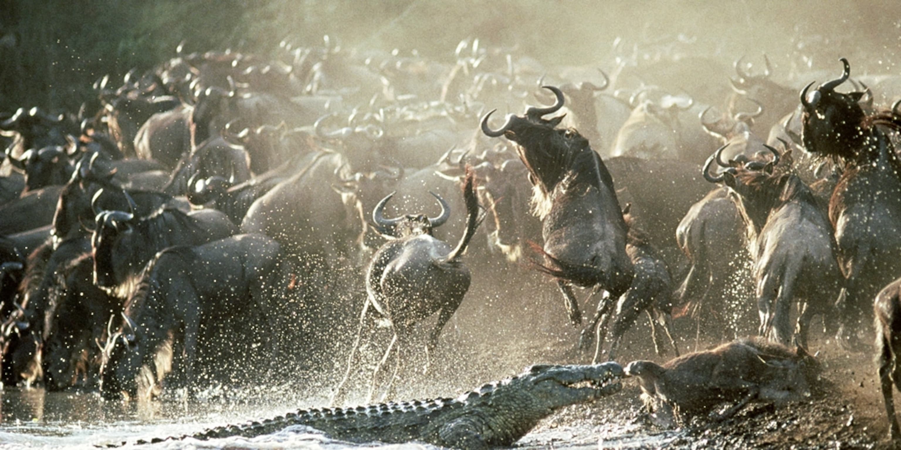 Serengeti vs Masai Mara Hero