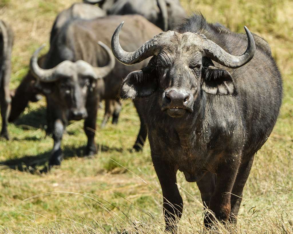 Tanzania Group Mid-Range Safari