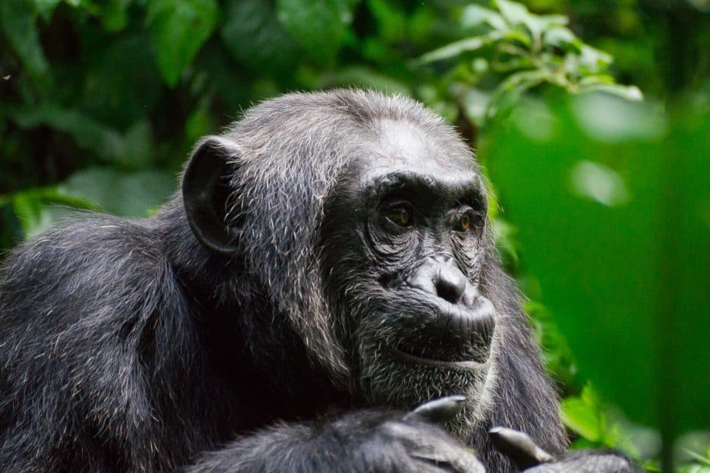 Chimpanzee