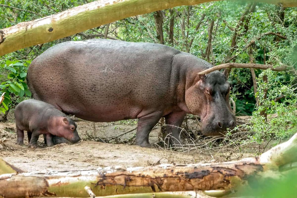 Hippos