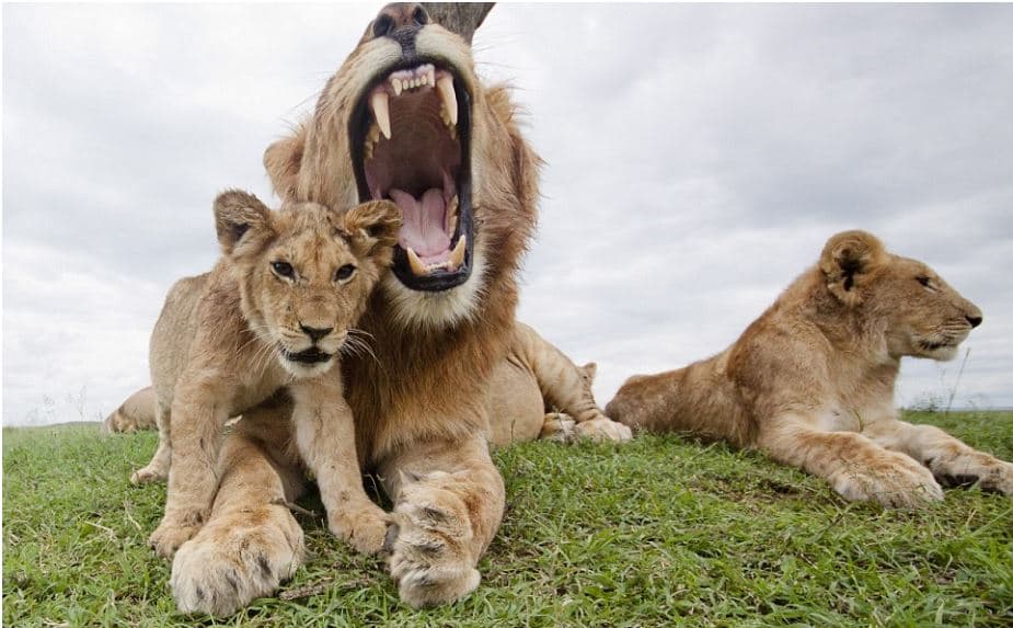 Lions