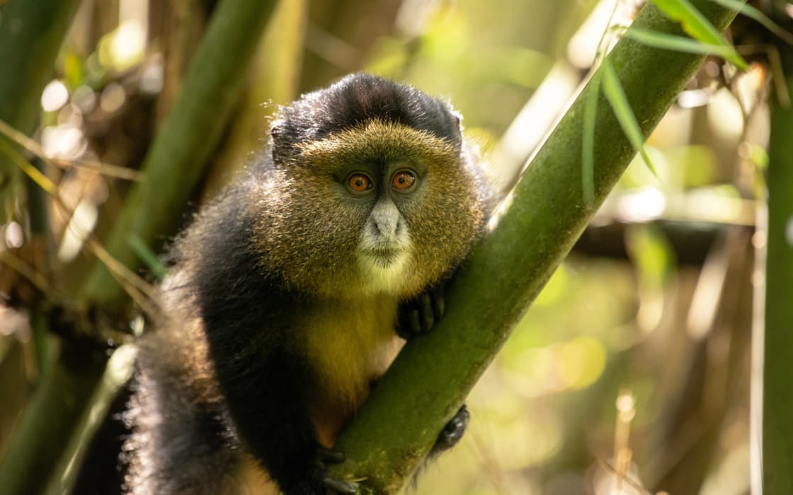 Golden monkey