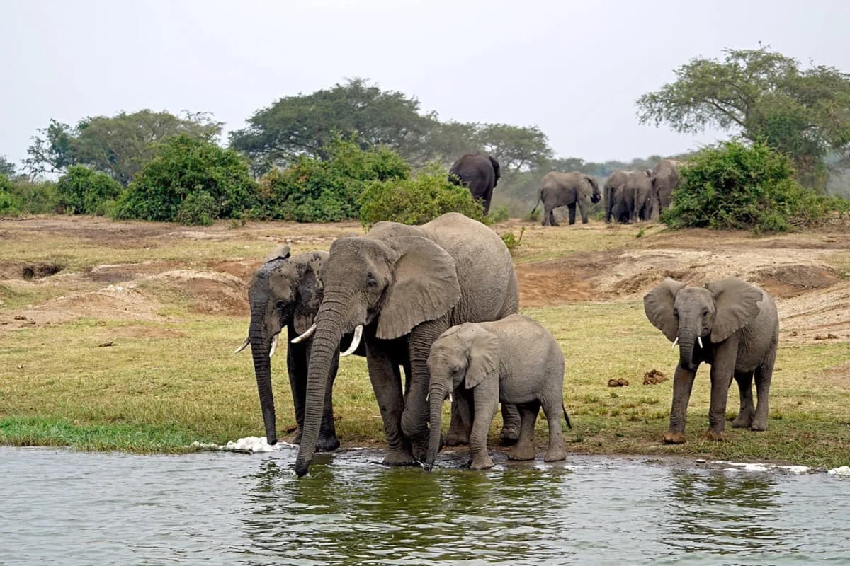 Elephant