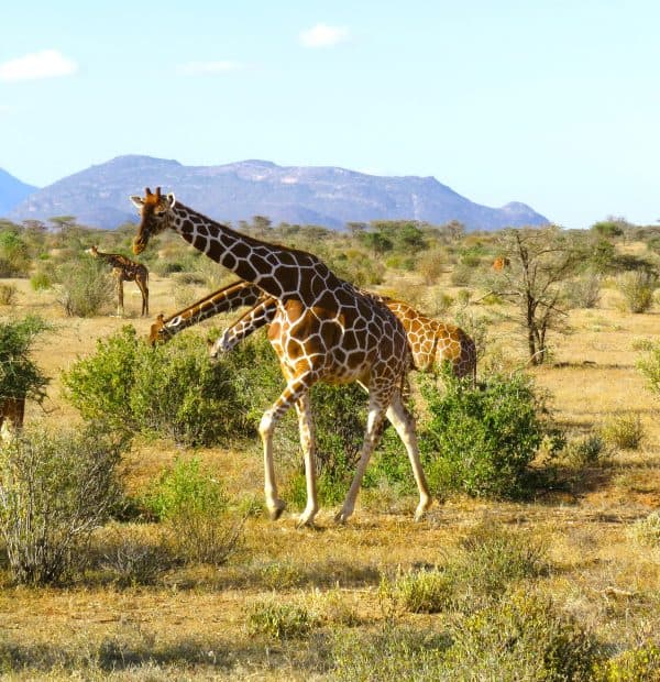 Giraffes
