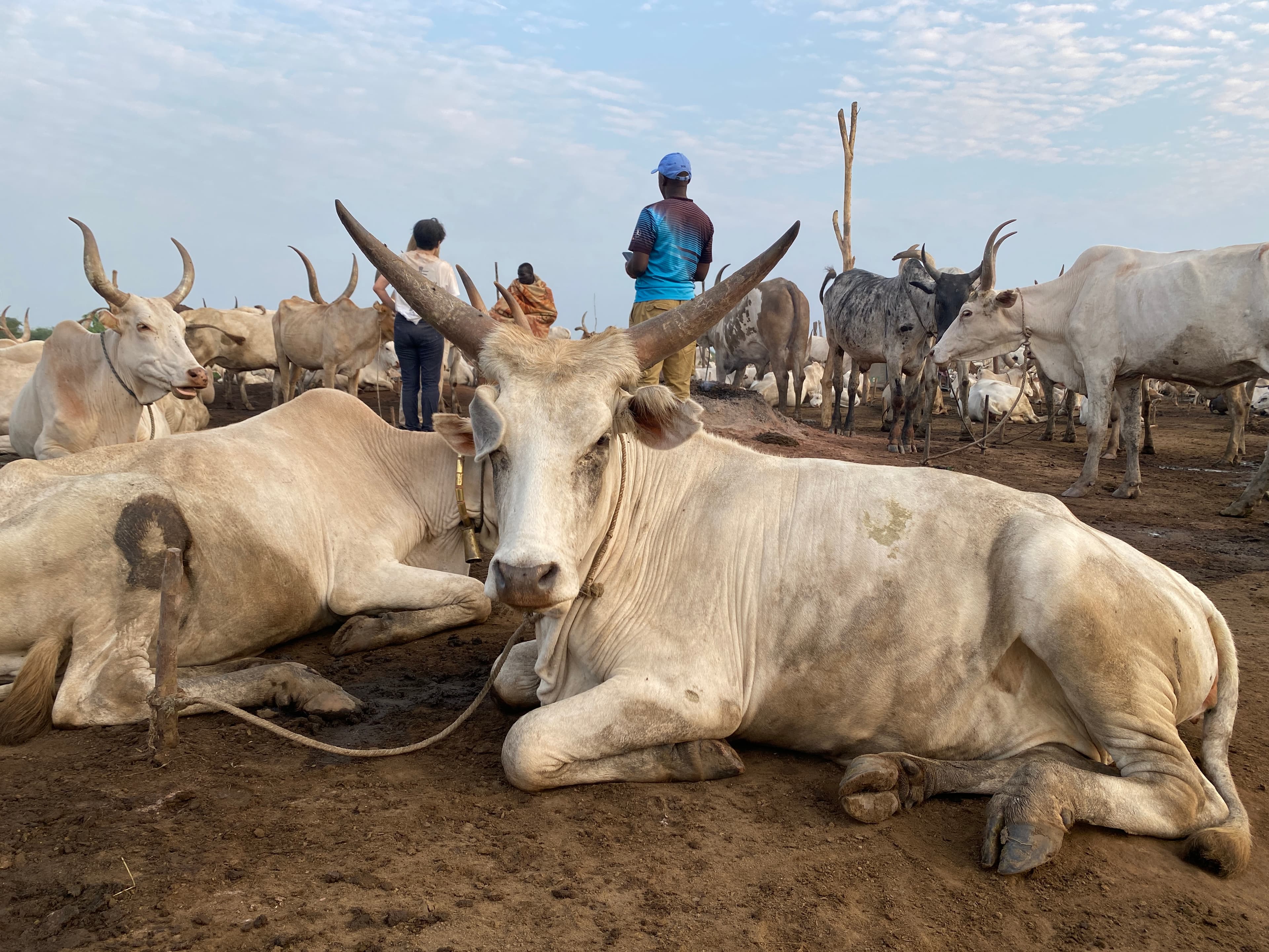 Mundari Cattle Camp