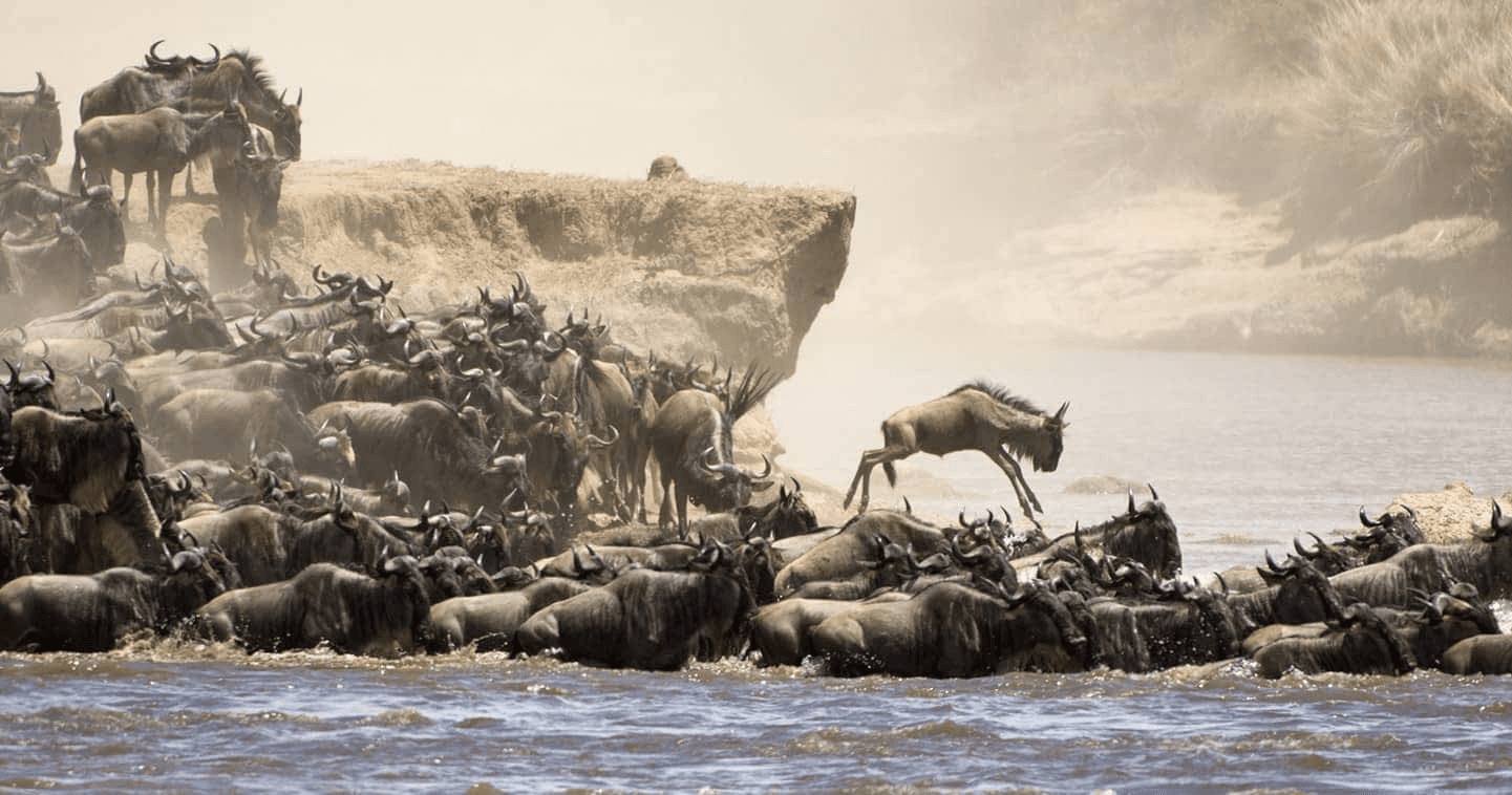 Predators in the Green Season