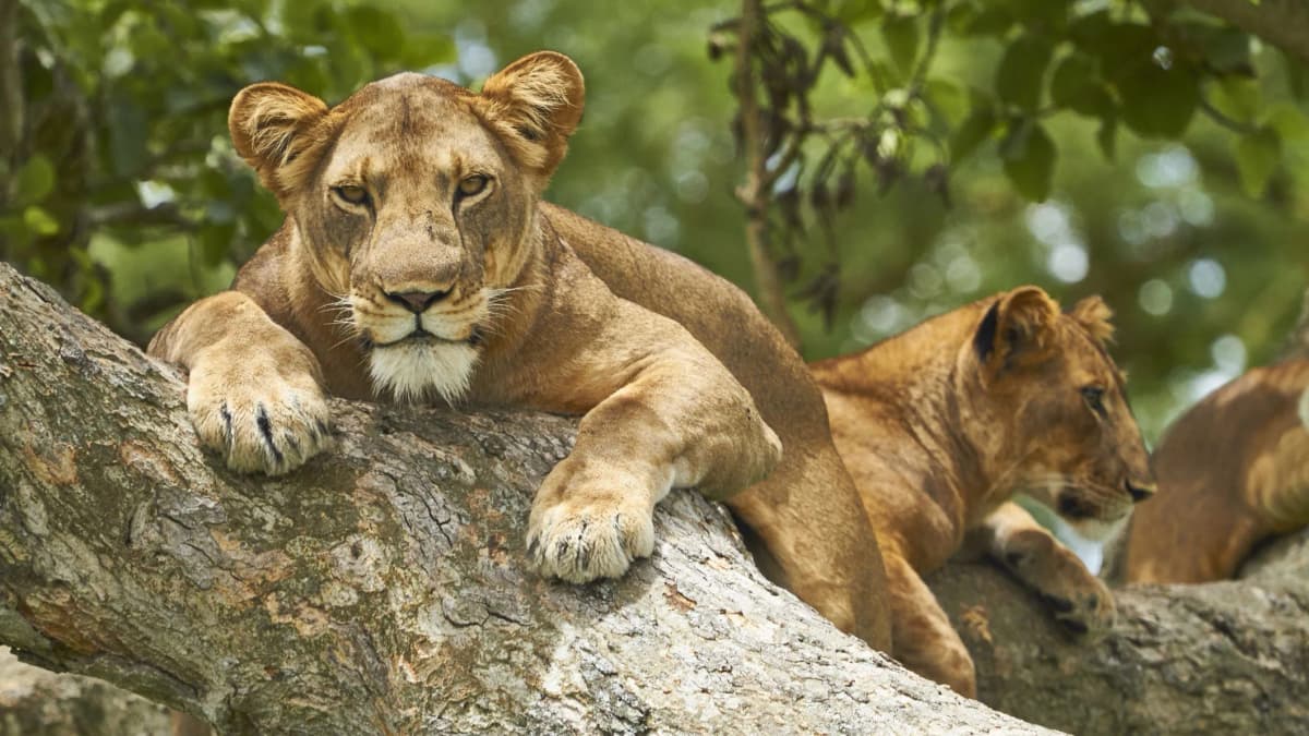 Tailor-Made Kenya Safari