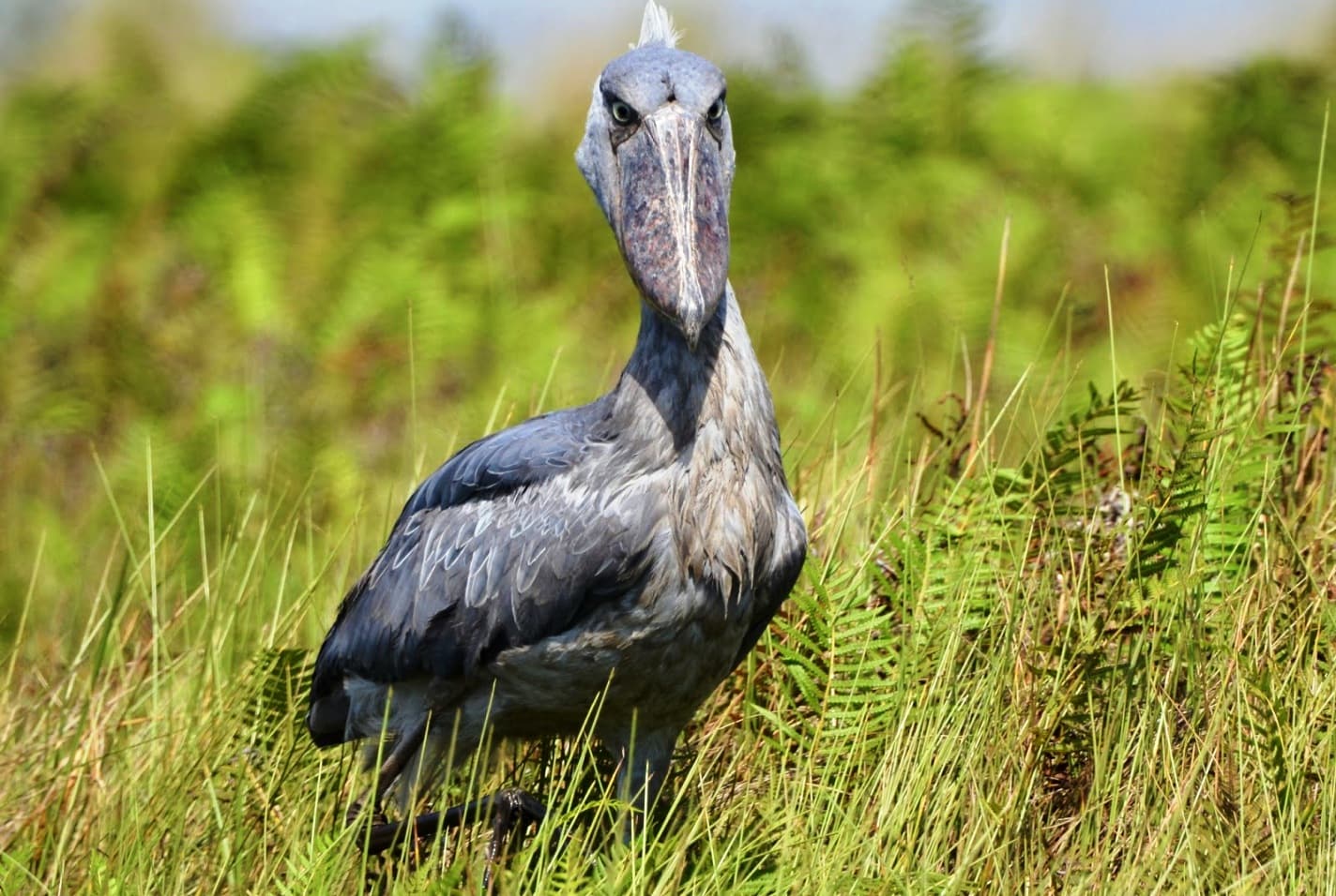Birding Safari & Gorilla Trekking