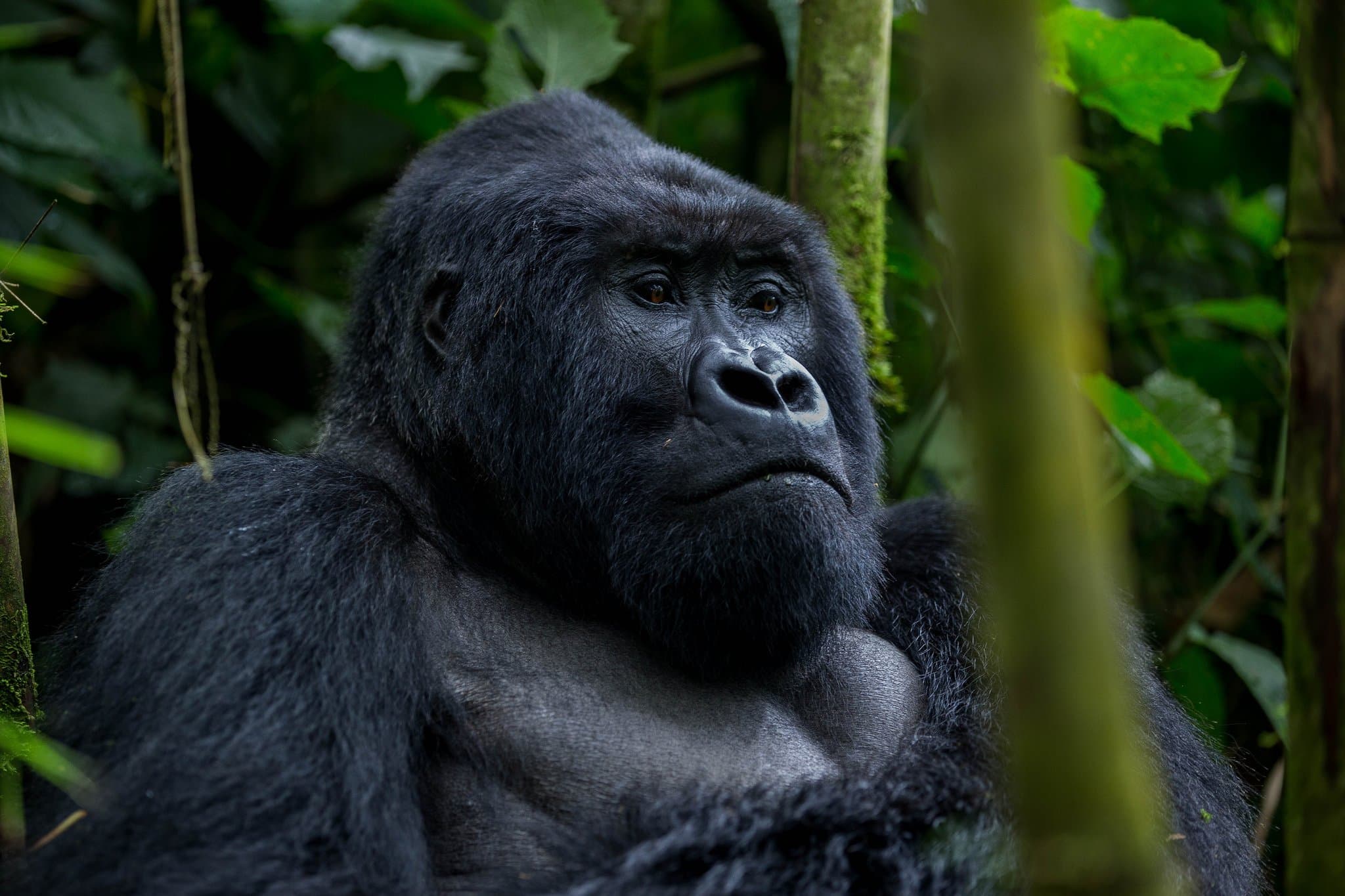 Gorilla Trekking & Wildlife Safari