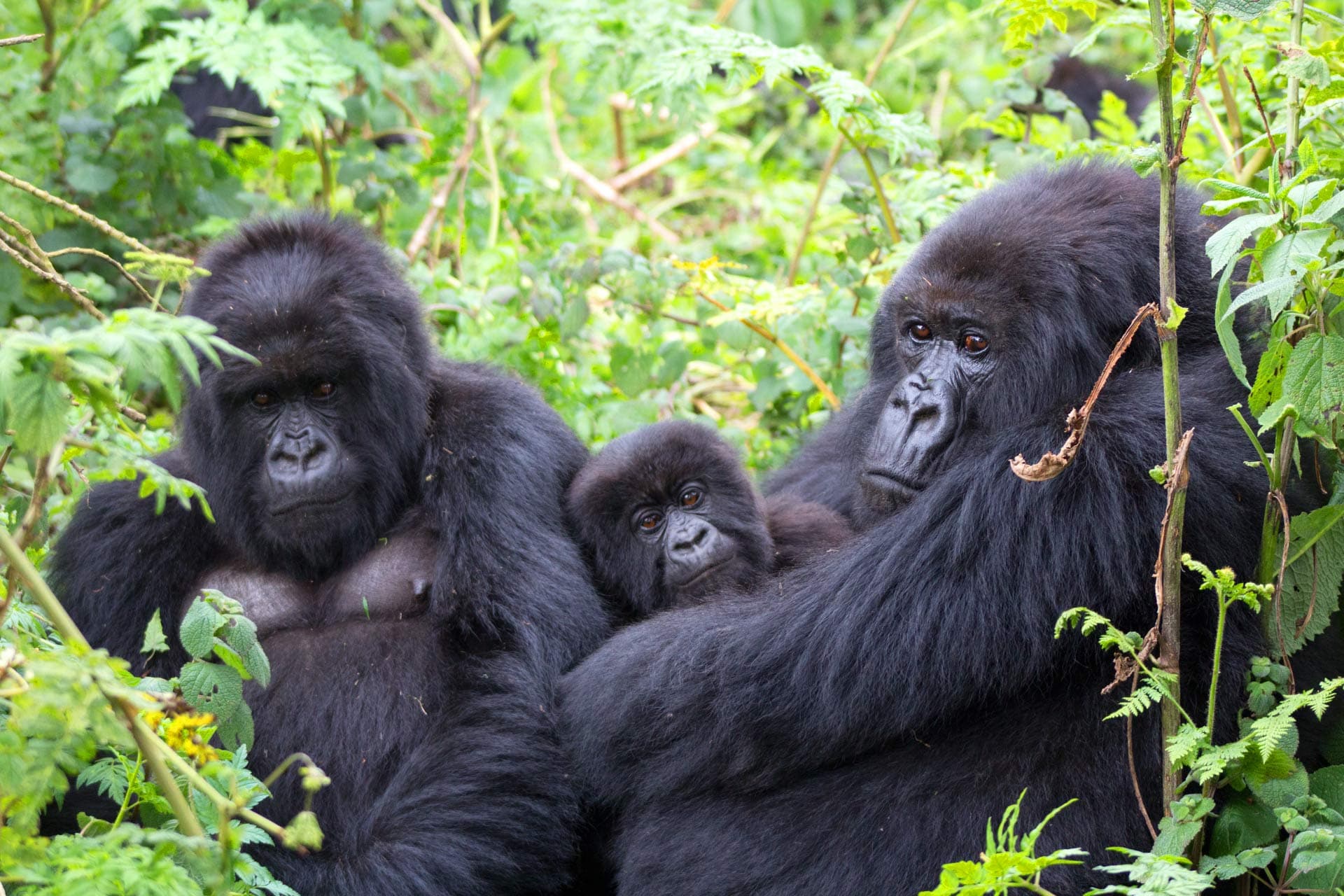 10-Day Honeymoon Safari – Gorilla Trekking & Wildlife