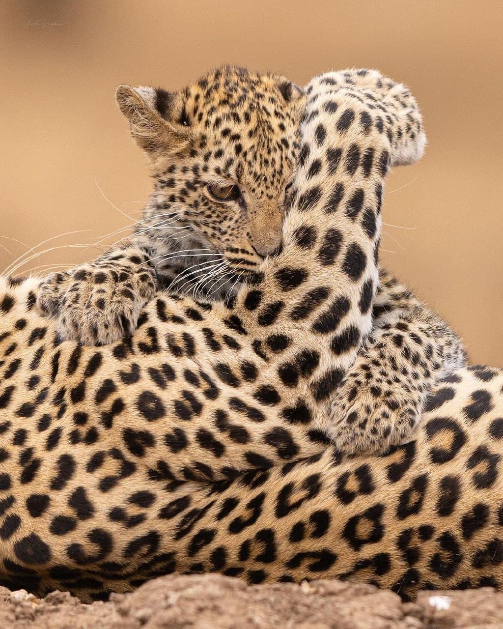 Southern Safari