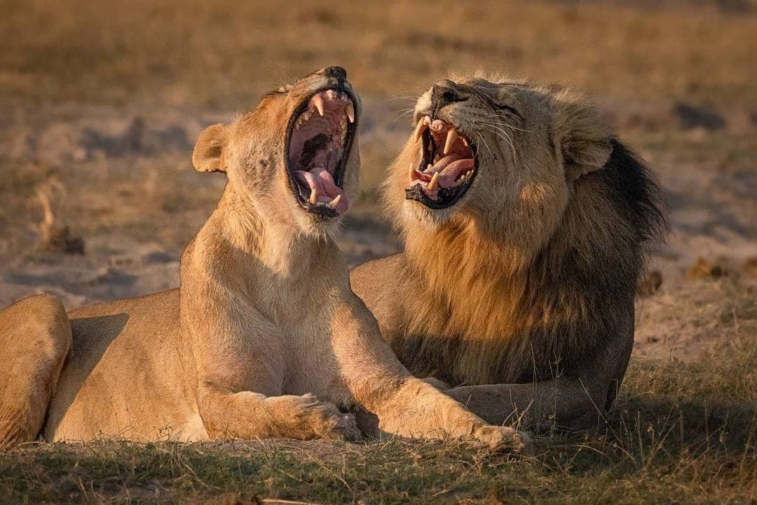 Tanzania Safari Adventure: Culture, Wildlife & Wilderness