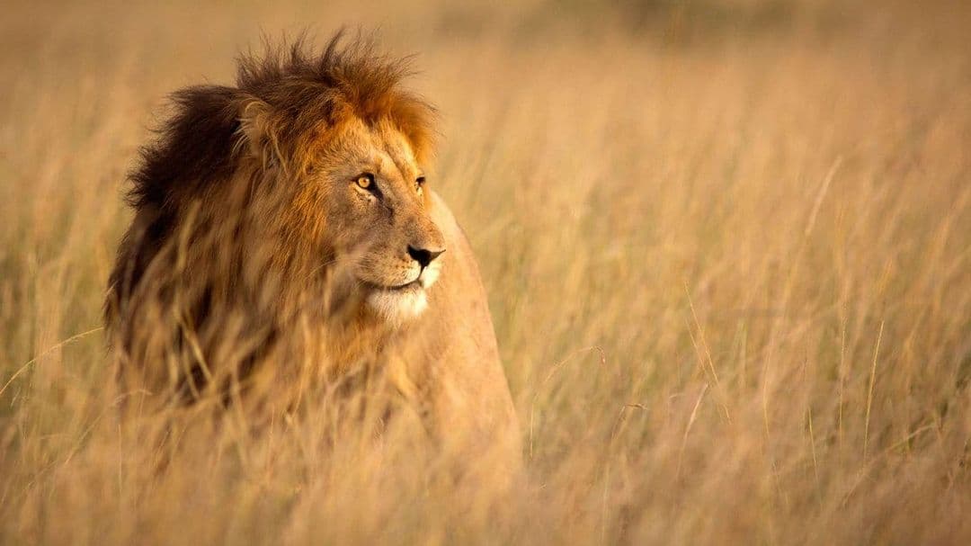 Lion in savanna
