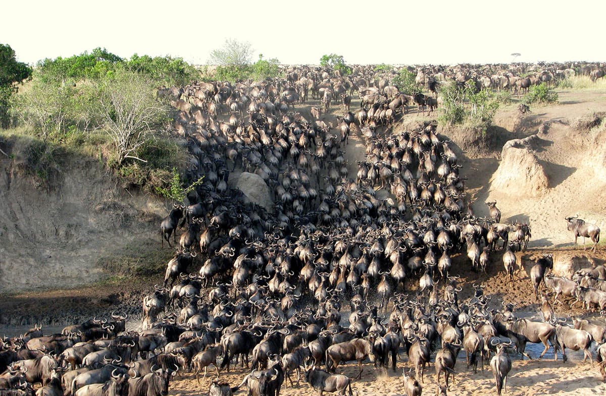 Classic Maasai Mara Safari