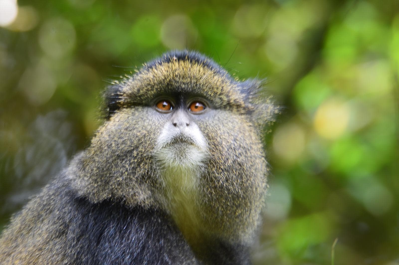 Rwanda Gorilla Trekking and Wildlife Safari