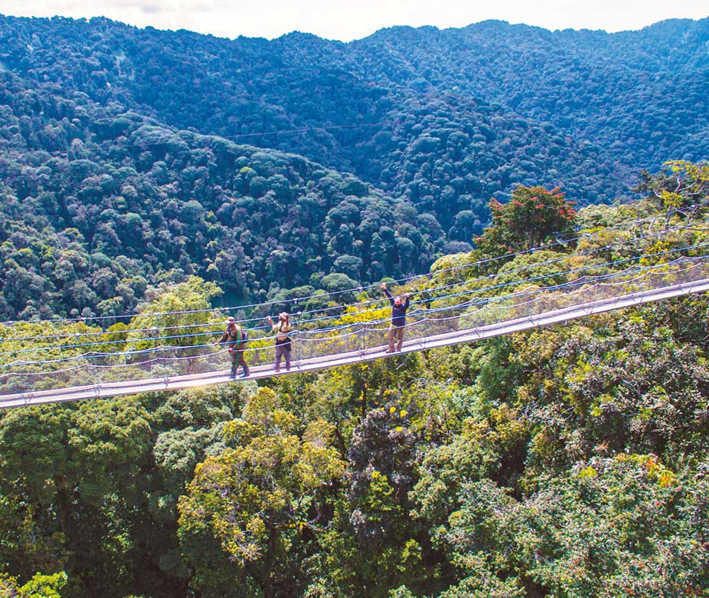 Gorilla Trekking & Nyungwe Forest National Park