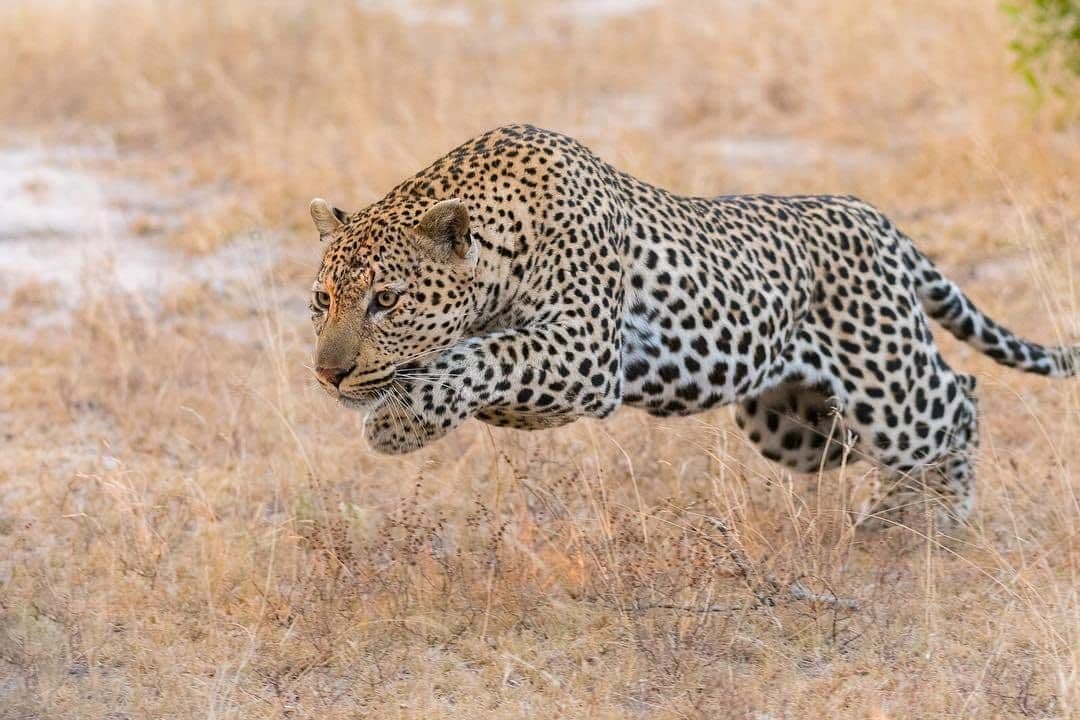 Luxury Kenya Safari