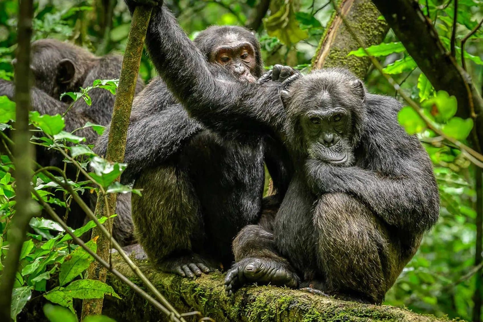 Chimpanzee Trekking & Uganda Safari
